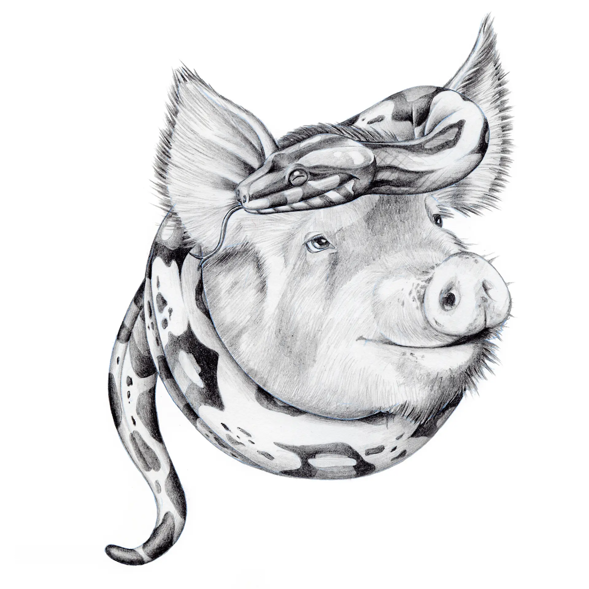 WIJZIJNPAUL | Illustraties 